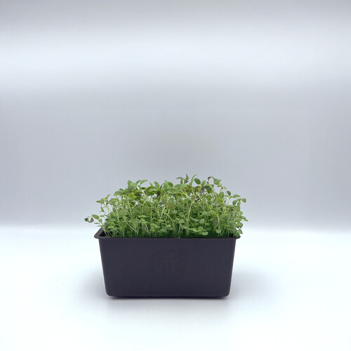 Micro pousse thym catégorie 1 France
