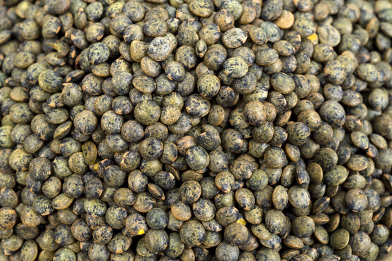 Lentilles vertes bio  