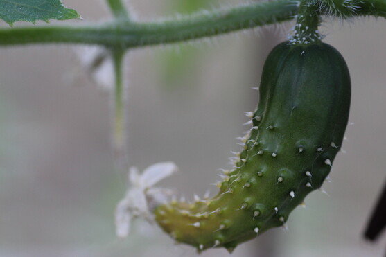 Concombre cactus 280/320 catégorie 1 France