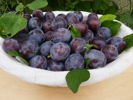 Prune bleu catégorie 1 