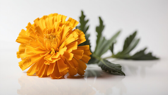 Fleur de tagéte x15  France