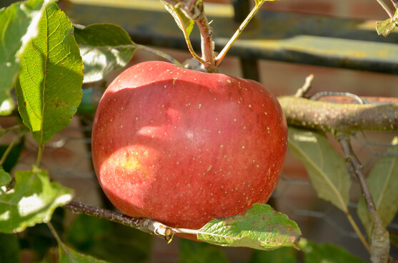 Pomme melrose 115/135 BIO catégorie 2 France