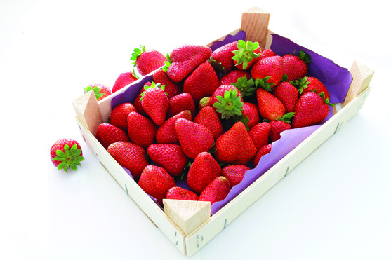Fraise catégorie 1 