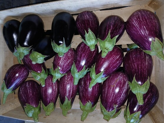 Aubergine 3/4 mix.graff.n.bio catégorie 2 France