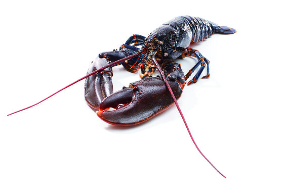 Homard europe  