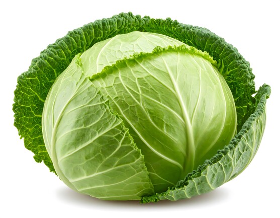 Chou rond nouveau bio catégorie 2 France