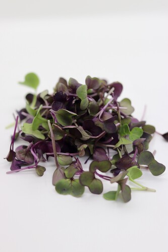 Micro pousses duo  betterave et radis noir France