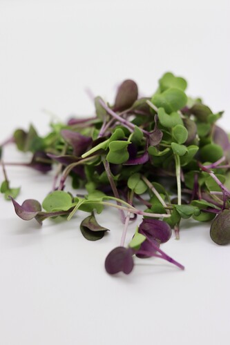 Micro pousses folie de radis  