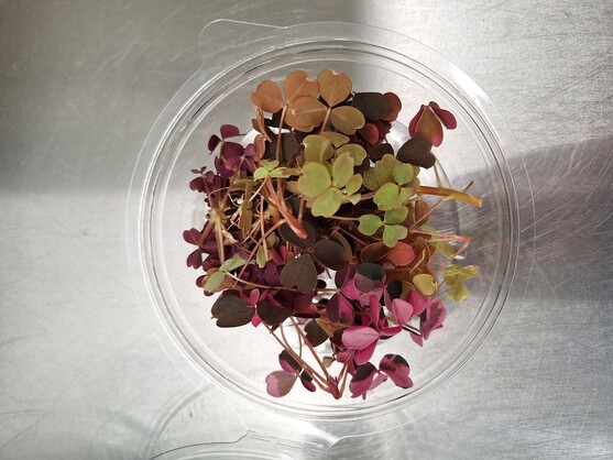 Micro pousse oxalis tricolore  France
