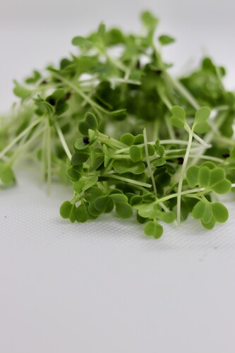 Micro pousse brocoli catégorie 1 France