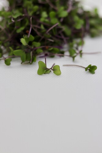 Micro pousse chou kale rouge catégorie 1 France