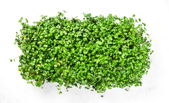 Kyona moutarde cress  