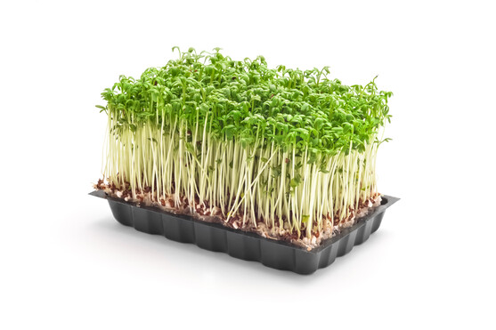 Moutarde cress  