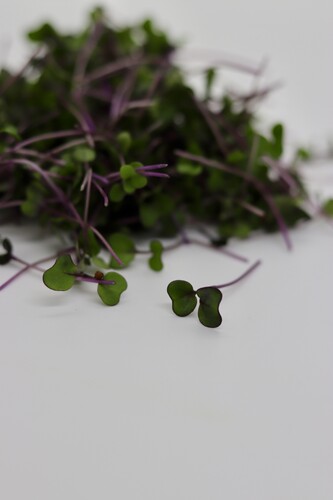 Micro pousse chou kale rouge catégorie 1 France
