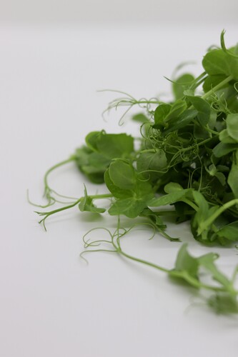 Micro pousse pois vert catégorie 1 France