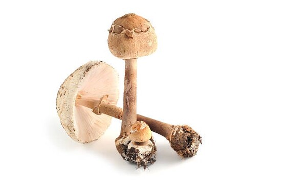 Champignon coulemelle catégorie 1 France