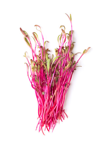 Micro pousse betterave catégorie 1 France