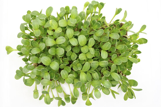 Micro pousse marjolaine catégorie 1 France