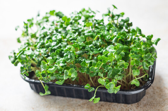 Micro pousse basilic vert catégorie 1 France