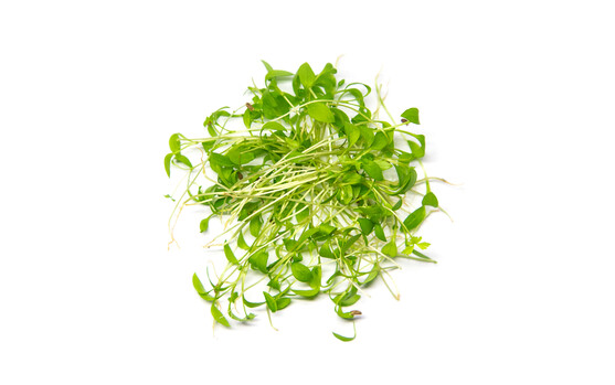 Micro pousse basilic thai catégorie 1 France