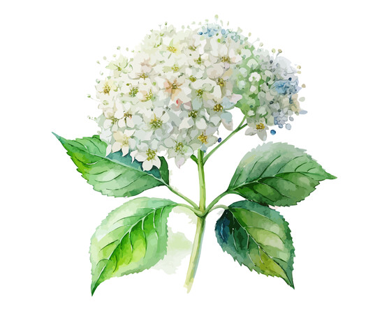 Fleur de sureau  France