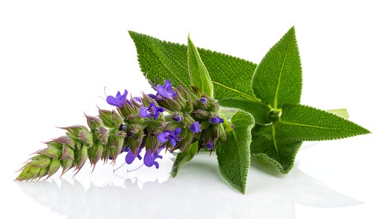 Fleur hysope  France