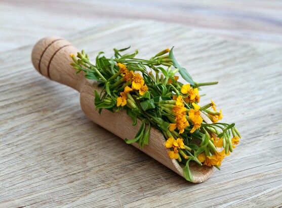 Fleur estragon mexicain  France