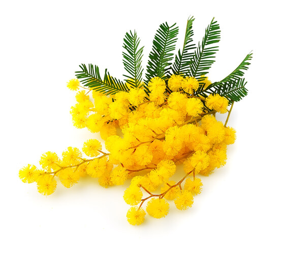 Fleur de mimosa  France