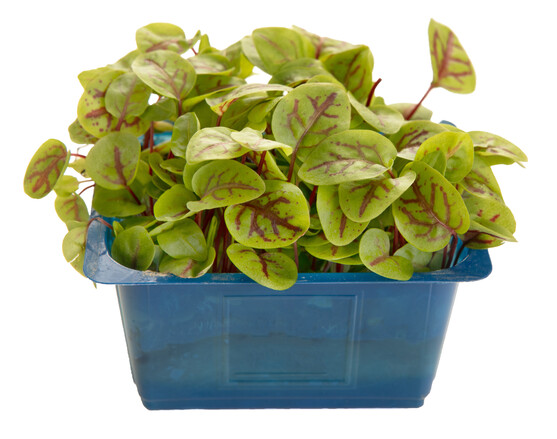 Micro pousse oseille veinée catégorie 1 France