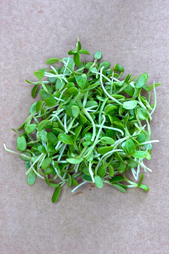 Micro pousse tréfle crim.coupé catégorie 1 France