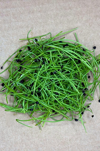 Micro pousse oignon coupé catégorie 1 France