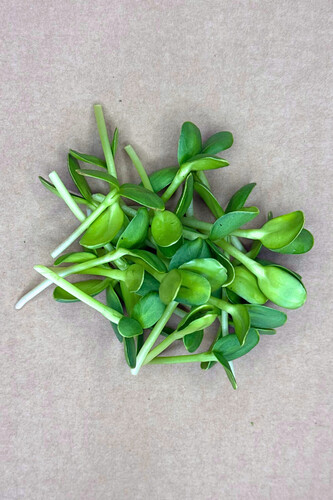 Micro pousse trounesol coupé catégorie 1 France