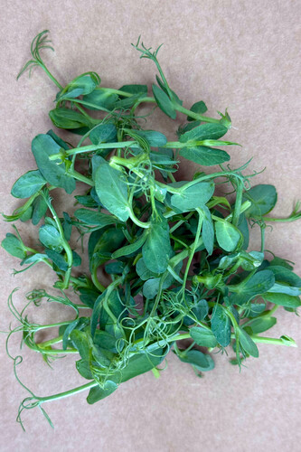 Micro pousse pois vert coupé catégorie 1 France