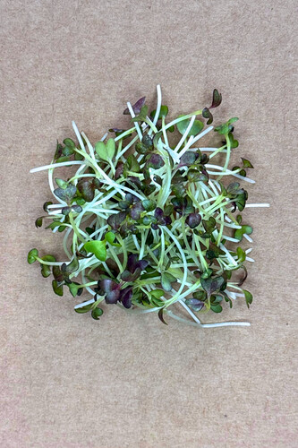 Micro pousse chou mizuna coupé catégorie 1 France