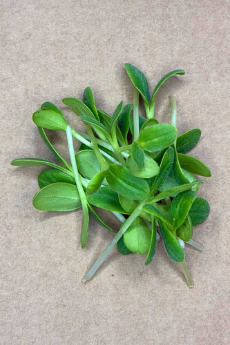 Micro pousse bourrache coupé catégorie 1 France