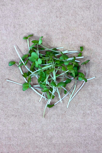 Micro pousse moutarde coupé catégorie 1 France