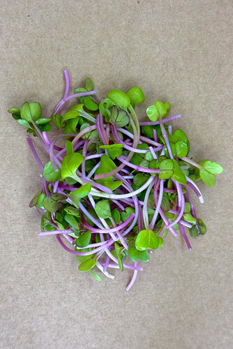 Micro pousse radis rose coupé catégorie 1 France