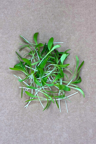 Micro pousse coriandre coupé categorie 1 France