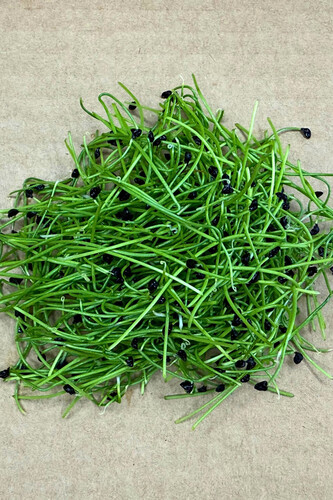 Micro pousse poireau coupé catégorie1 France