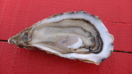 Huître creuse classique n°3  
