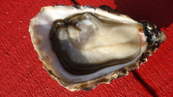 Huitres creuses N°4 