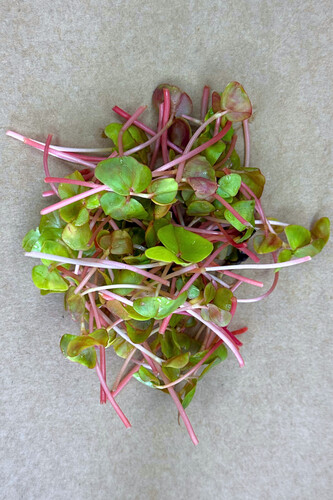 Micro pousse sarrasin coupé catégorie 1 France