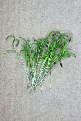 Micro pousse fenouil coupé catégorie 1 France