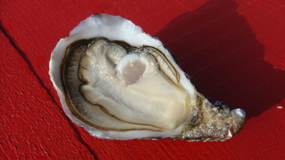 Huitres creuses spéciale de l'impératrice n°3 