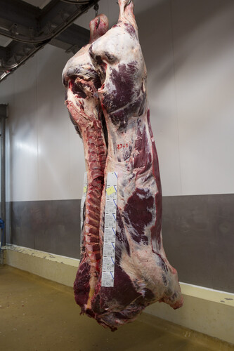 demi vache pad issu de bovin aubrac 