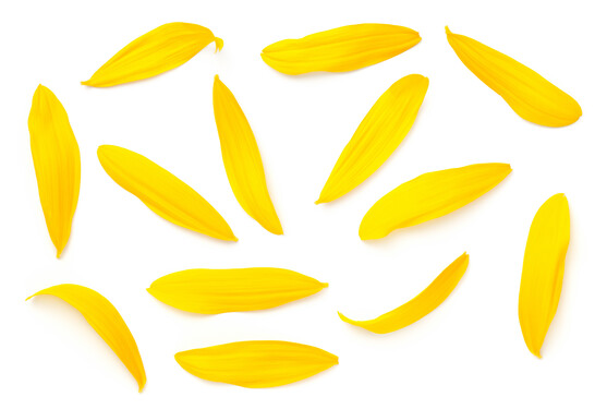 Fleur pétale tournesol catégorie 1 France