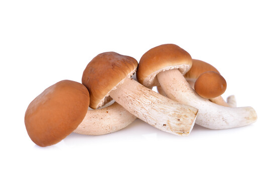 Champignon pioppino catégorie 1 France
