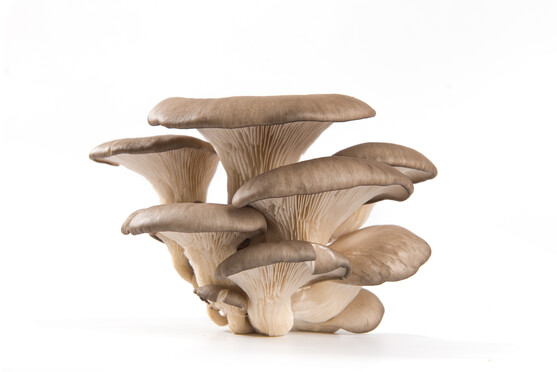 Champignon pleurotr pulmonaire catégorie 1 France