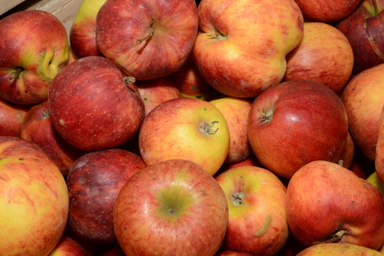 Pomme pilot 115/135 BIO catégorie 2 France