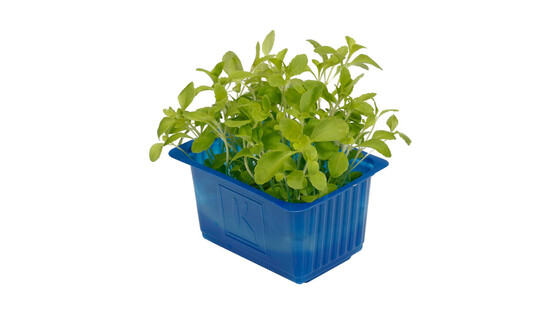 Honny cress